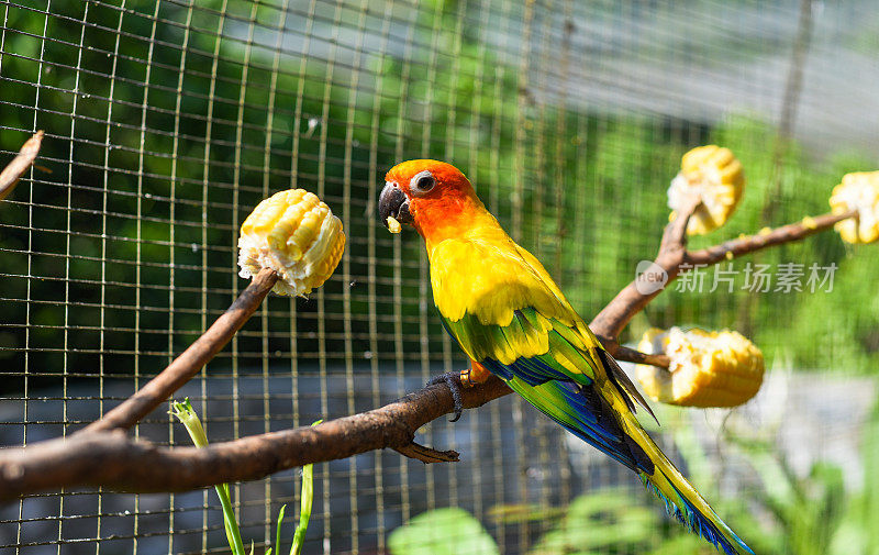 吉隆坡的太阳鹦鹉(Aratinga solstitialis)，也被称为太阳长尾鹦鹉，正在吃树上的玉米